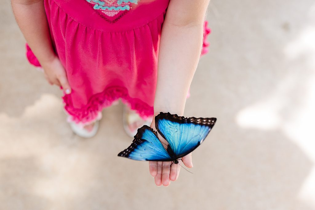 blue butterfly on a kid's hand with a girl pink dress