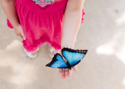 little girl dressed with a pink dress holding a blu huge butterfly on her hand